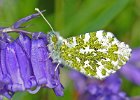 Julie Greenwood_Orange Tip on Bluebell.jpg